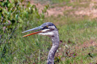 Close-up of a bird on field