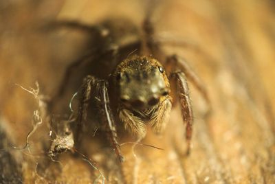 Close-up of spider
