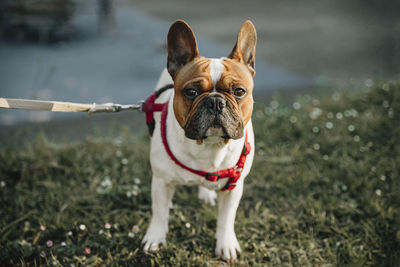 Portrait of a dog on field