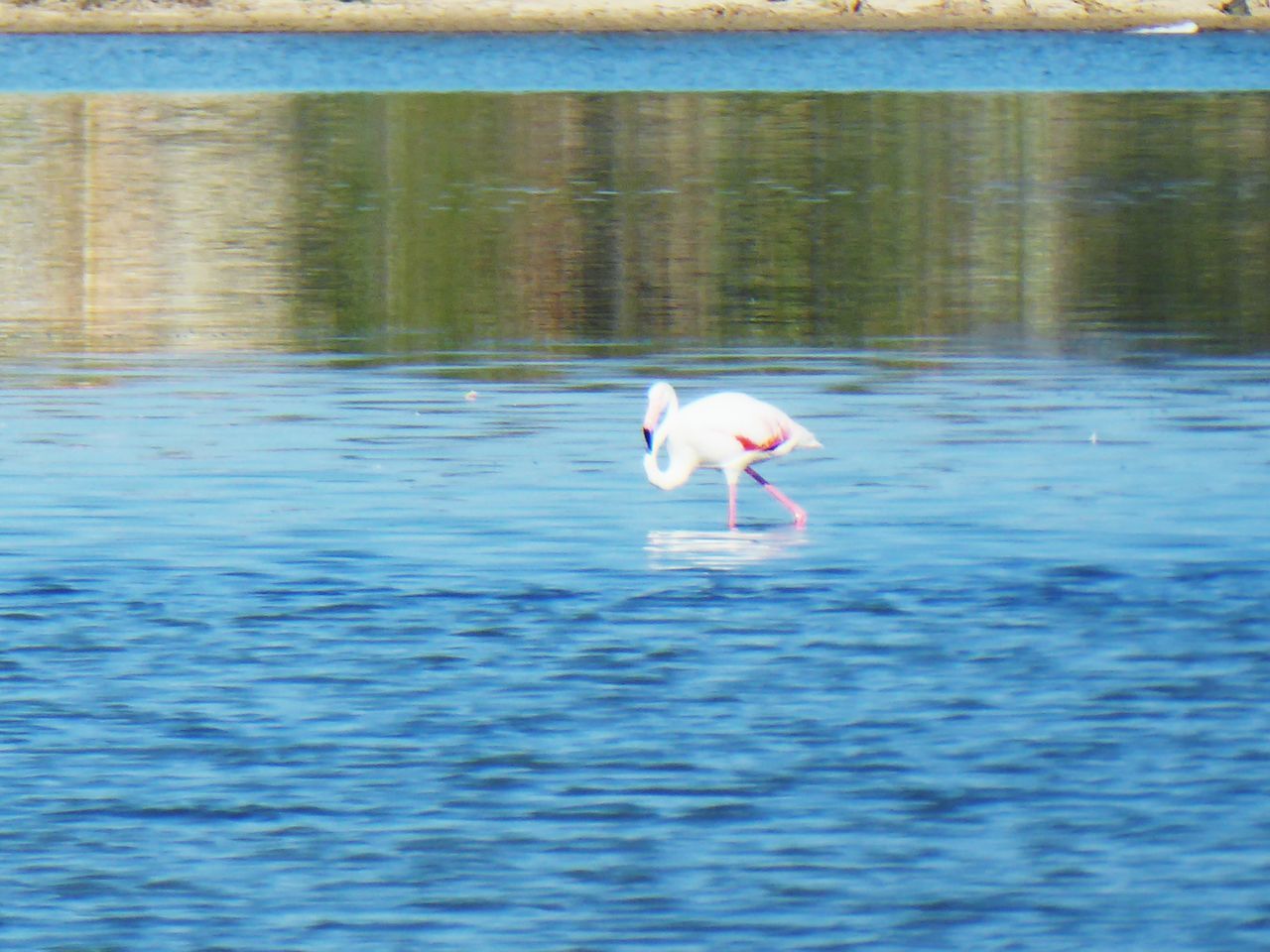 water, animal themes, animal, vertebrate, animal wildlife, bird, animals in the wild, one animal, waterfront, sea, day, no people, nature, rippled, swimming, blue, outdoors, beauty in nature, floating on water, marine