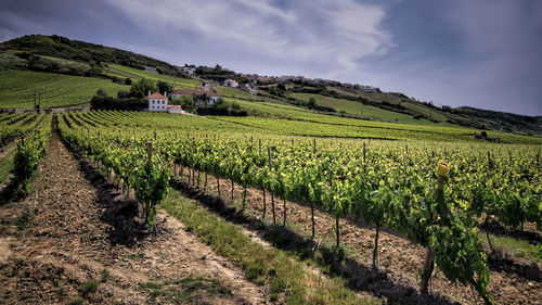 Scenic view of agricultural field against sky