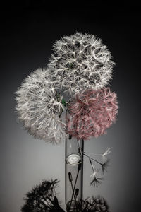 Close-up of dandelion against illuminated light at night