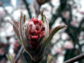 Close-up of wilted flower bud