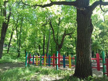 Trees in forest