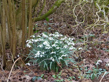 Plants growing in forest