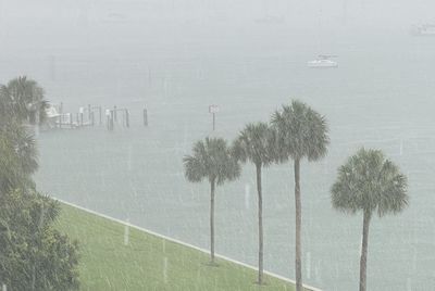 Trees on landscape during rainy season