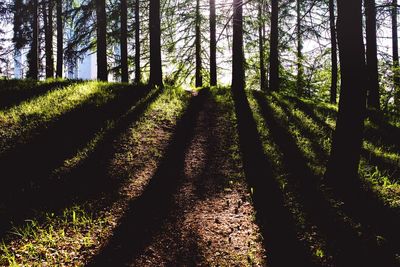 Scenic view of forest