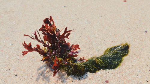 High angle view of dead plant on sand