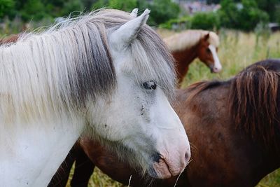 Two horses in ranch