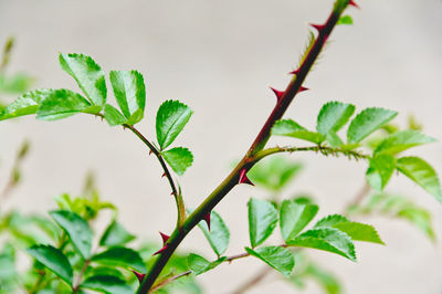 Close-up of green leaves on plant