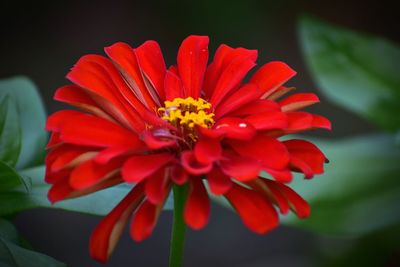 Close-up of red flower blooming outdoors