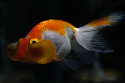 Close-up of fish swimming in sea