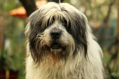 Close-up portrait of dog