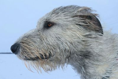 Close-up of dog against sky