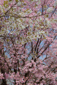 Full frame shot of pink flower tree