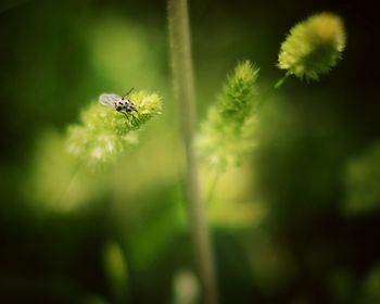 Close-up of bee on flower