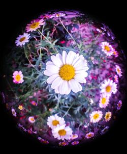 High angle view of flowers blooming in spring