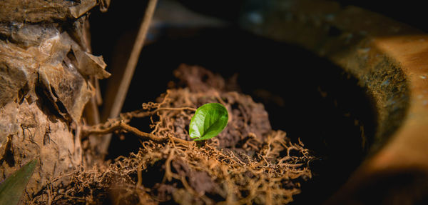 Close-up of plant growing in field