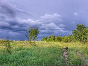 Scenic view of grassy field against cloudy sky