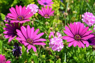 Close-up of pink flowers