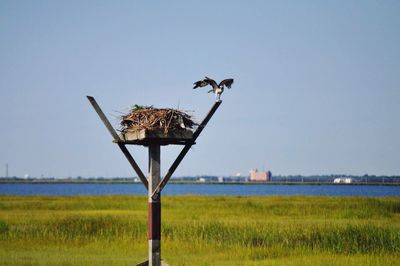 Osprey and nest forsythe wildlife refuge