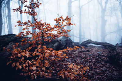 Close-up of autumnal tree