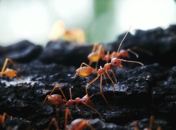 Close-up of insect