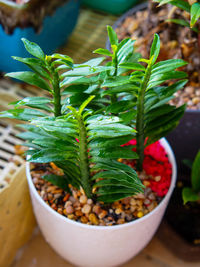 High angle view of potted plant on table