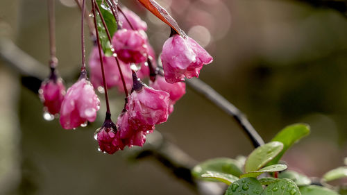 Close-up of raindrops on pink flowering plant