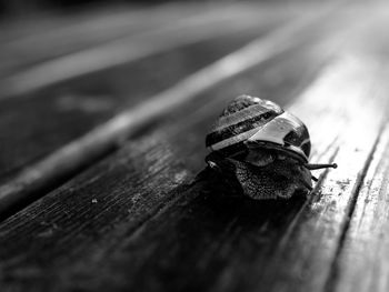 Close-up of lizard on wood