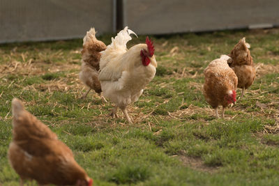 Close-up of roosters and hens on field