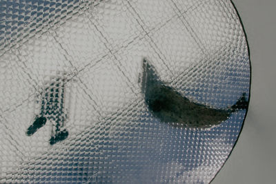 Close-up of fish swimming in water