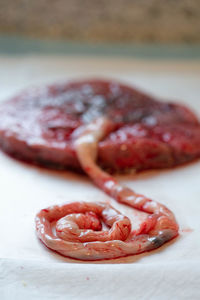 Close up umbilical cord after birth still attached to placenta.