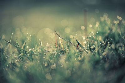 Close-up of raindrops on wet land