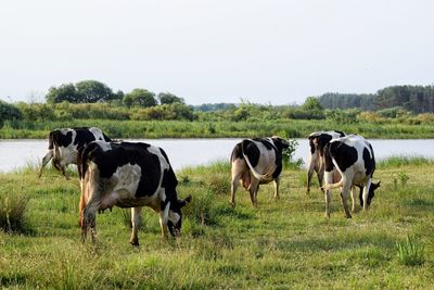 Cows standing in a field