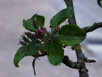 Close-up of plant against sky