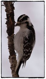 Close-up of bird perching against sky