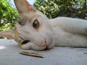 Close-up portrait of a cat