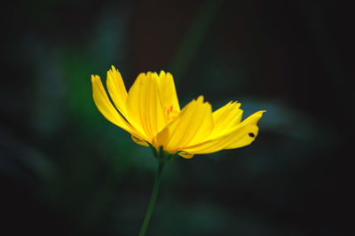 Close-up of yellow flower