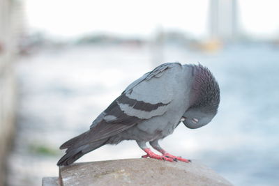 Close-up of bird perching on water