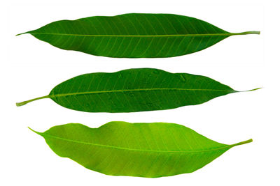 Close-up of green leaves