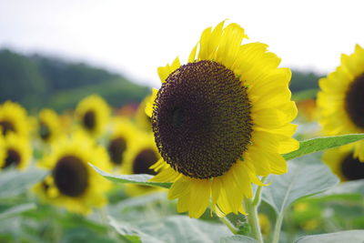 Close-up of sunflower blooming against sky
