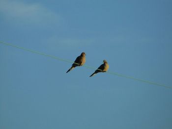 Low angle view of birds flying against clear blue sky