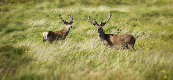 Two deer on field