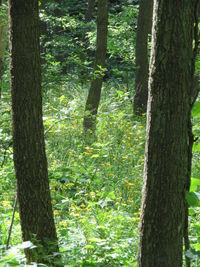 Trees in forest