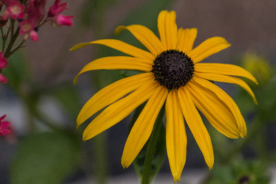 Close-up of yellow daisy flower