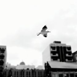 Low angle view of bird flying in sky