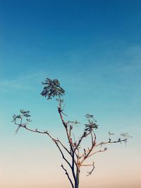 Low angle view of bare trees against clear blue sky