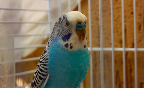 Close-up of parrot in cage