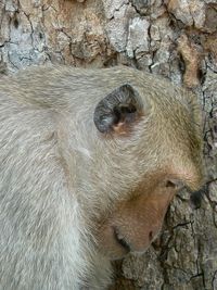 Close-up of lizard